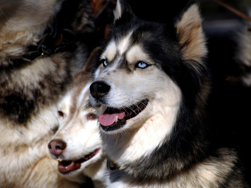Two Husky Dogs — Black, Alert, Photograph