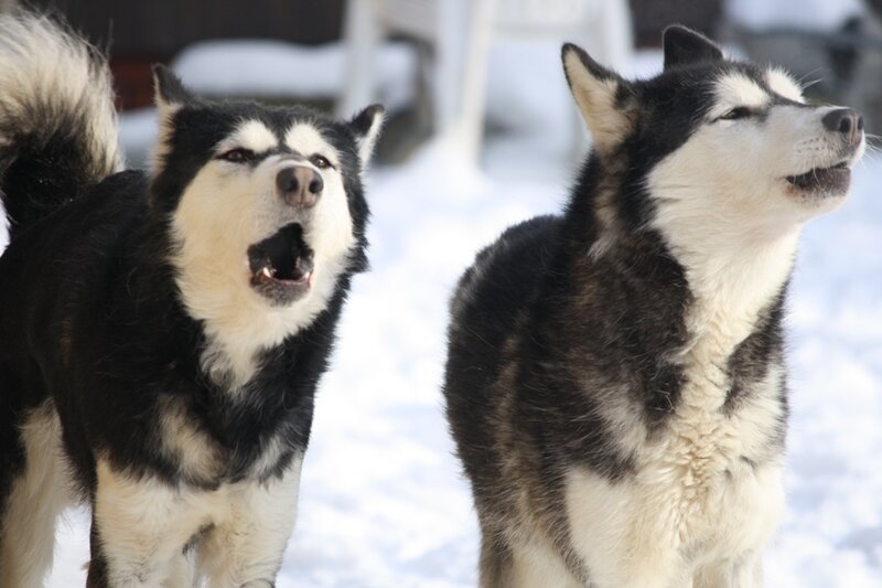 Two Husky Dogs — Black, Alert
