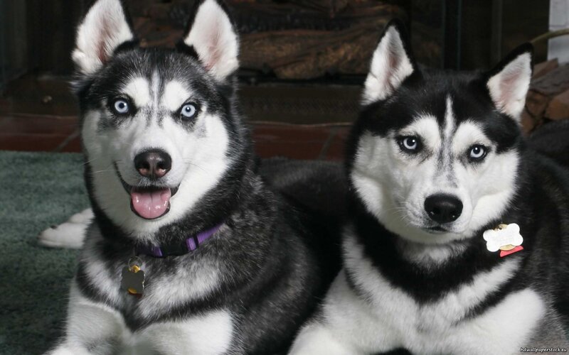 Two Husky Dogs — Black, Calm, Photograph, Collars