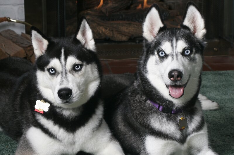 Two Husky Dogs — Black, Calm, Photograph, Fireplace