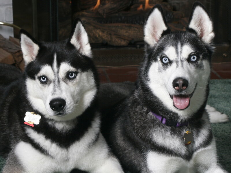 Two Husky Dogs — Black, Calm, Photograph