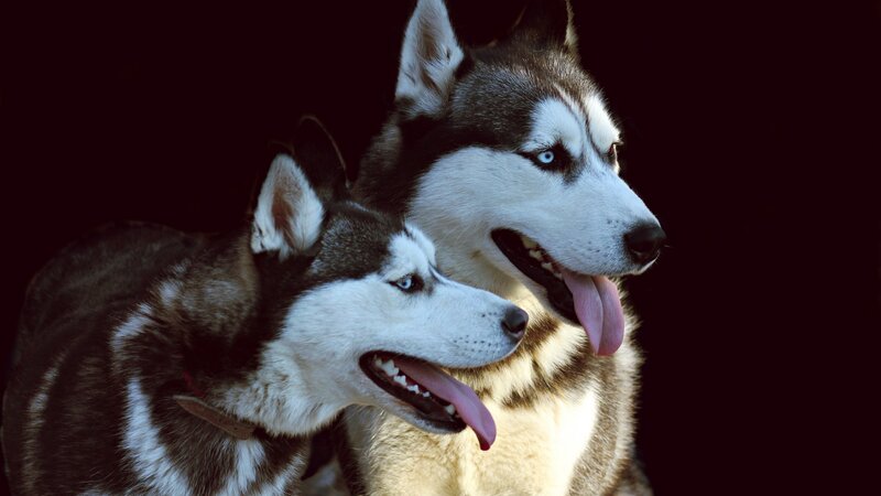 Two Husky Dogs — Black, Dramatic