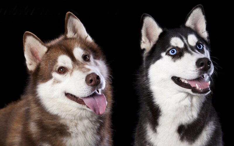 Two Husky Dogs — Black, Neutral