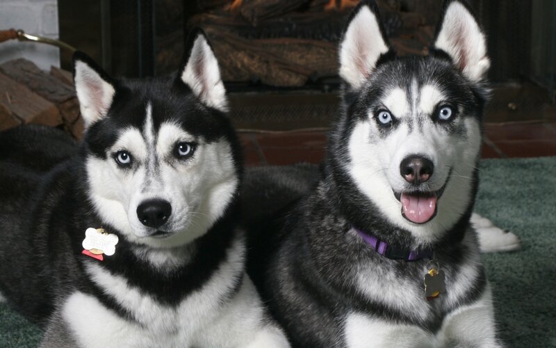 Two Husky Dogs — Black