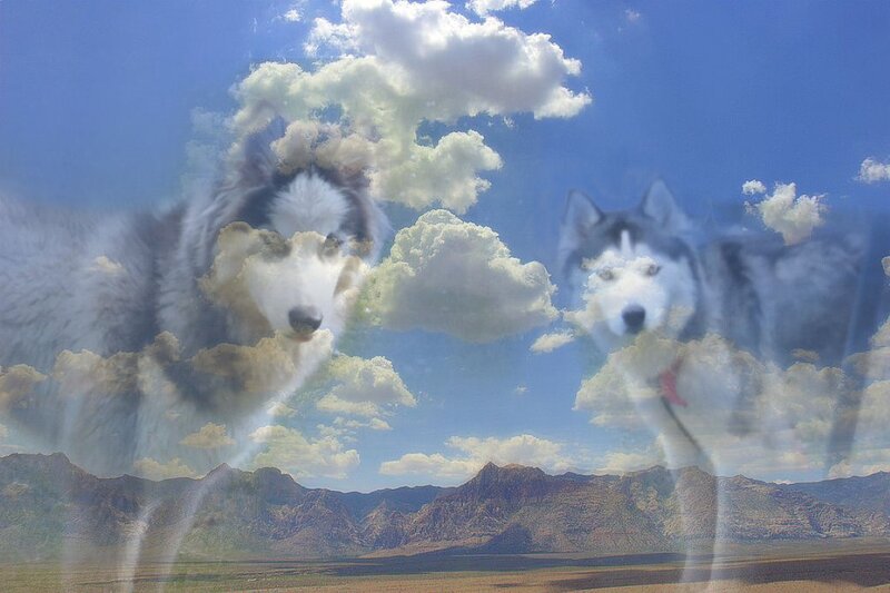 Two Husky Dogs — Blue, Dreamy
