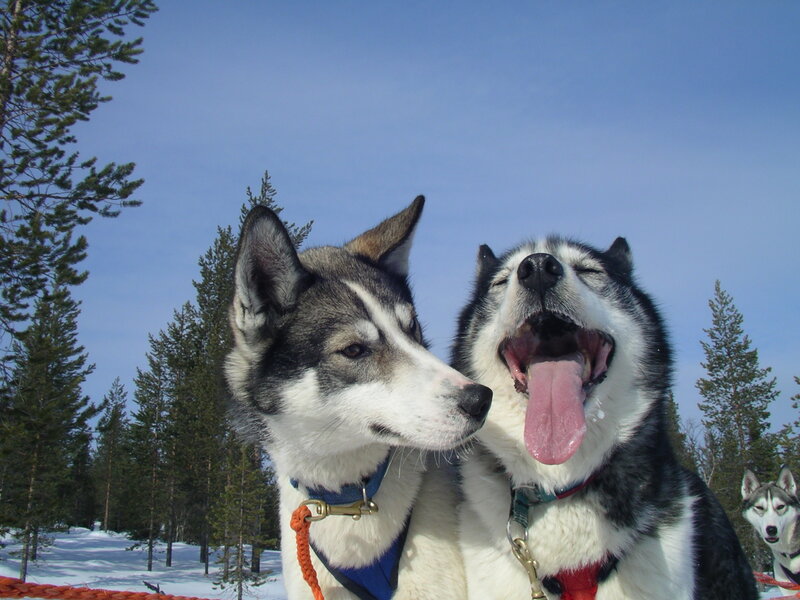 Two Husky Dogs — Blue