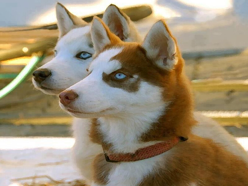 Two Husky Dogs — Brown, Calm