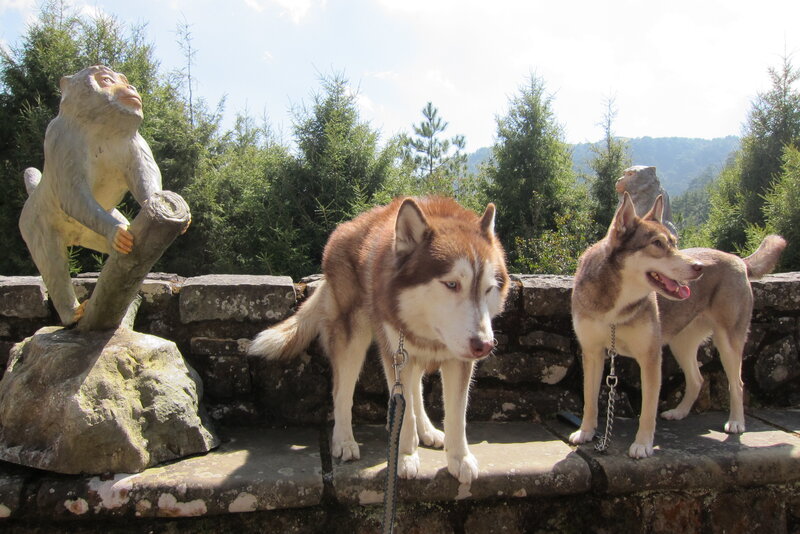 Two Husky Dogs — Brown, Outdoor