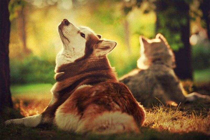 Two Husky Dogs — Brown
