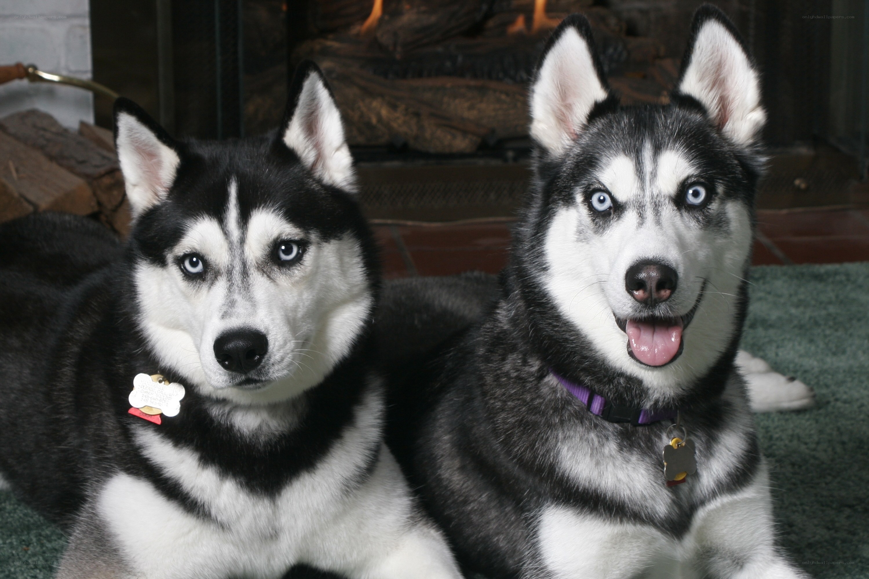 Two husky dogs by fireplace