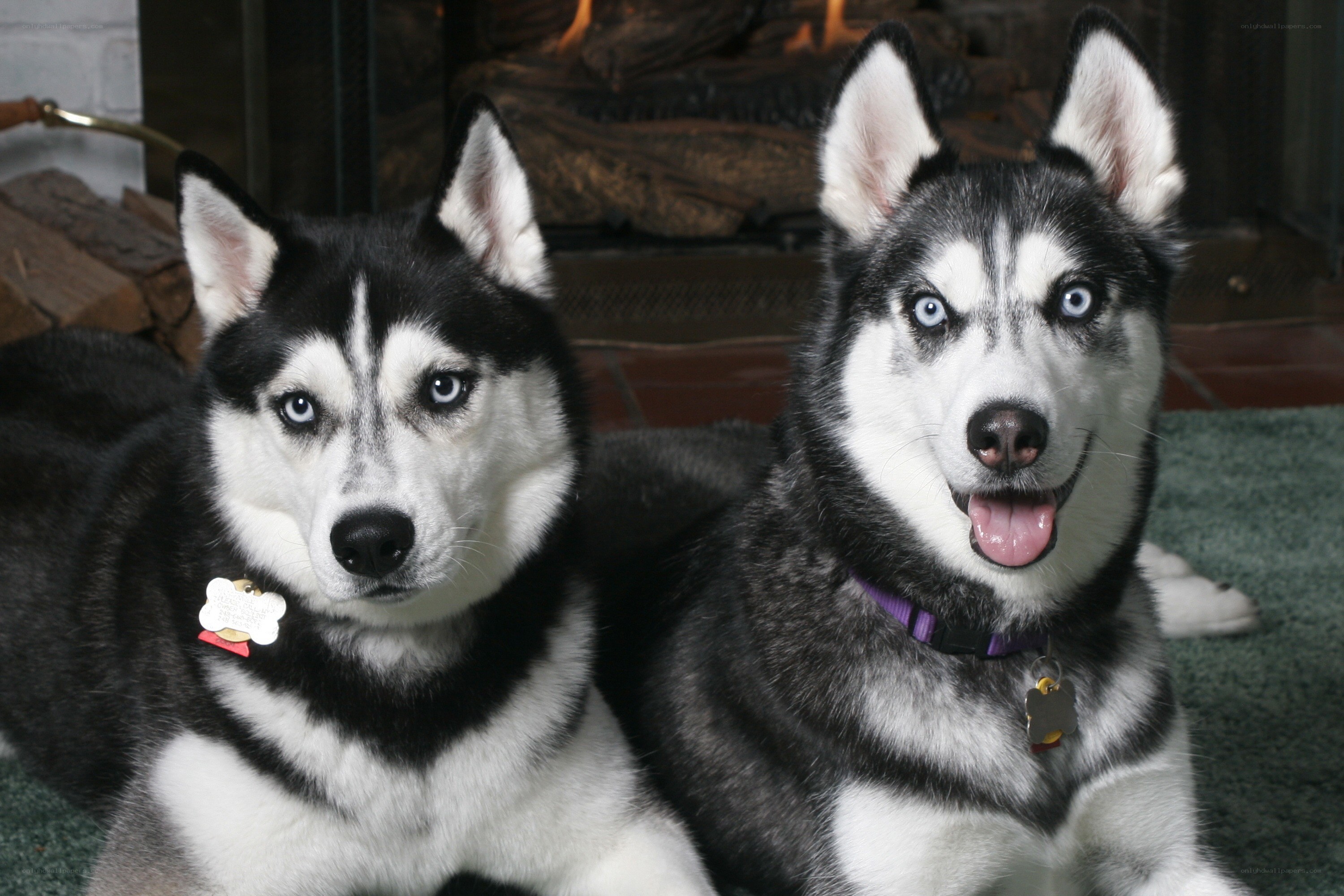 Two husky dogs by fireplace