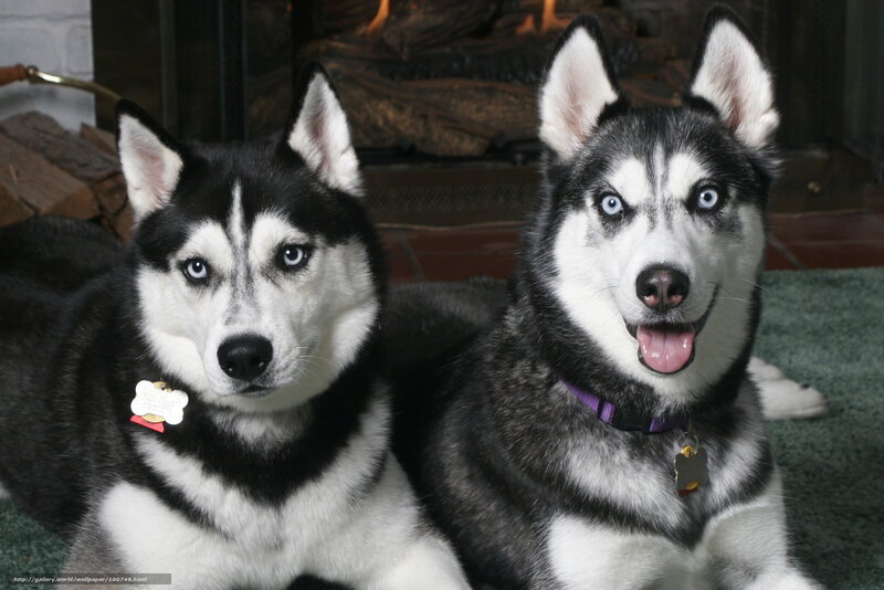 Two husky dogs by fireplace