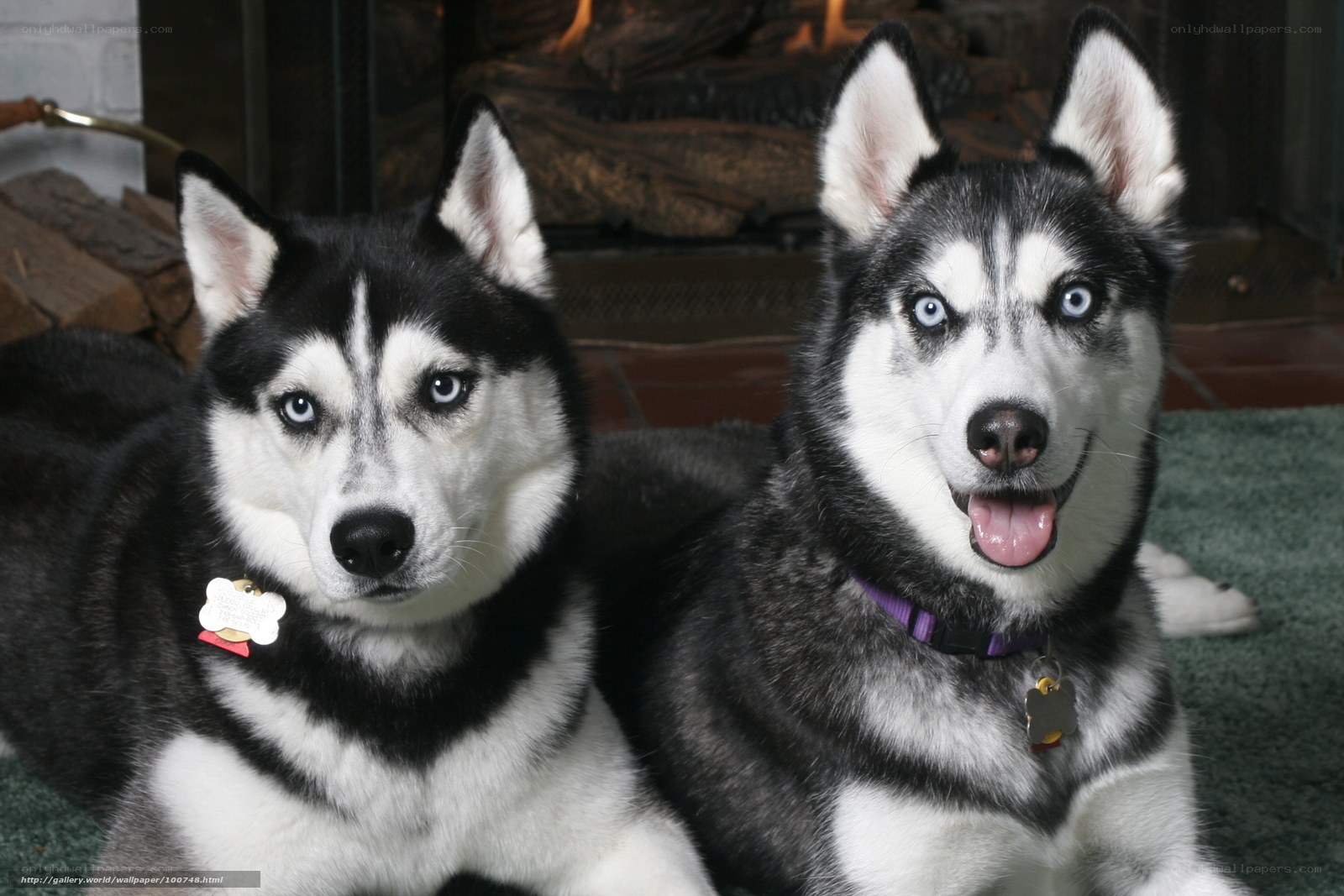 Two husky dogs by fireplace