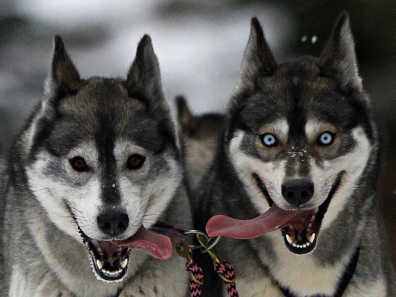 Two Husky Dogs — Gray