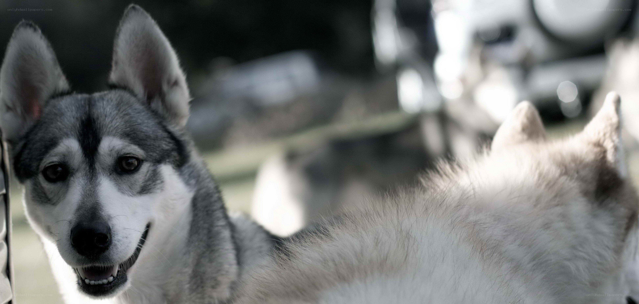 two husky dogs in a vehicle