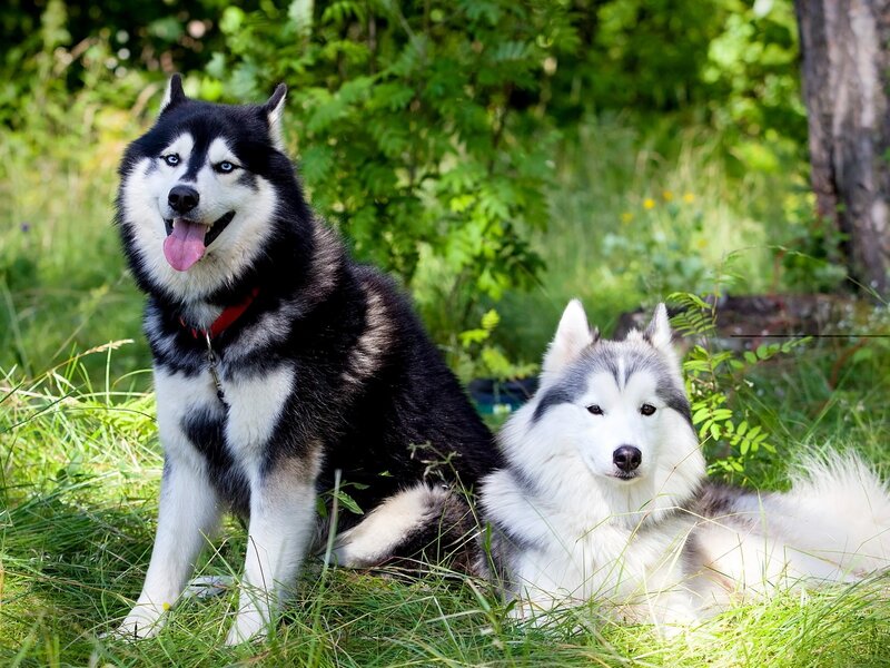 Two Husky Dogs in Grass