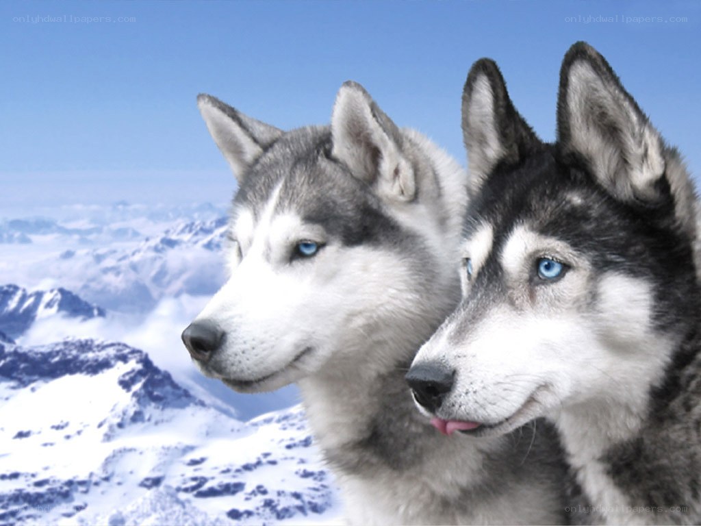 two husky dogs in mountains