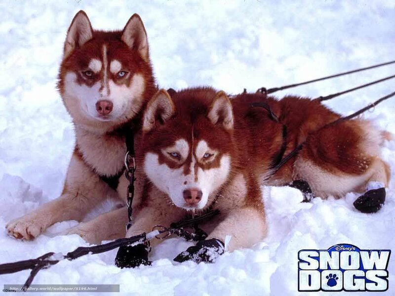two husky dogs in snow