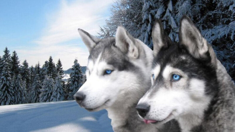 Two Husky Dogs in Snow — White, Calm