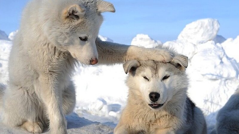 Two Husky Dogs in Snow — White, Calm, Winter