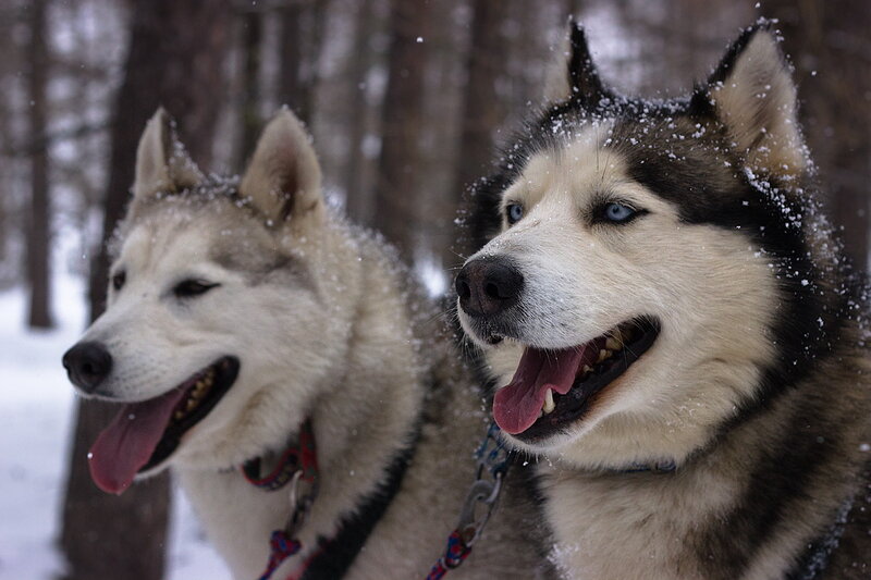 Two Husky Dogs in Snow — White, Cold