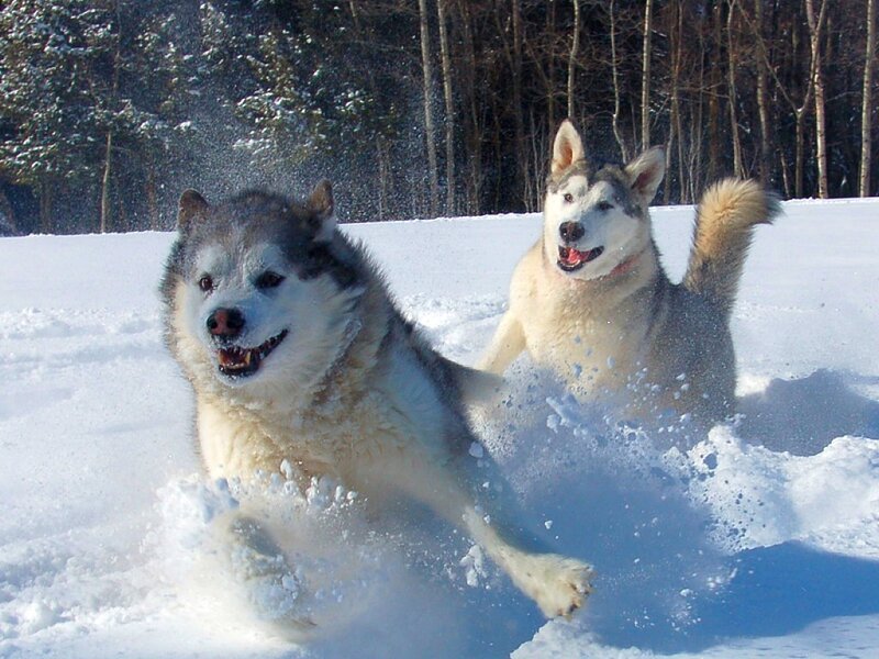 Two Husky Dogs in Snow — White
