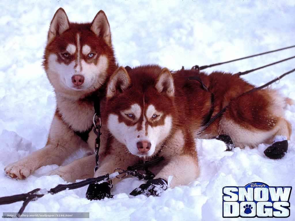 two husky dogs in snow