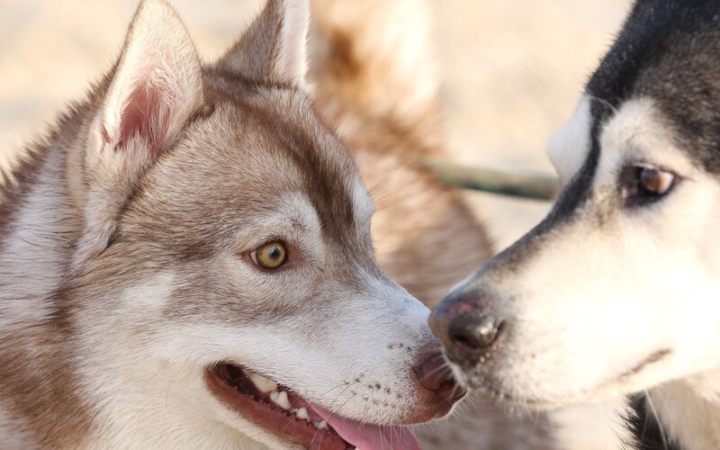 two husky dogs interacting
