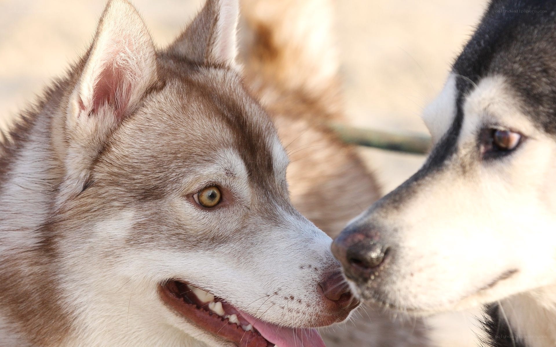two husky dogs interacting