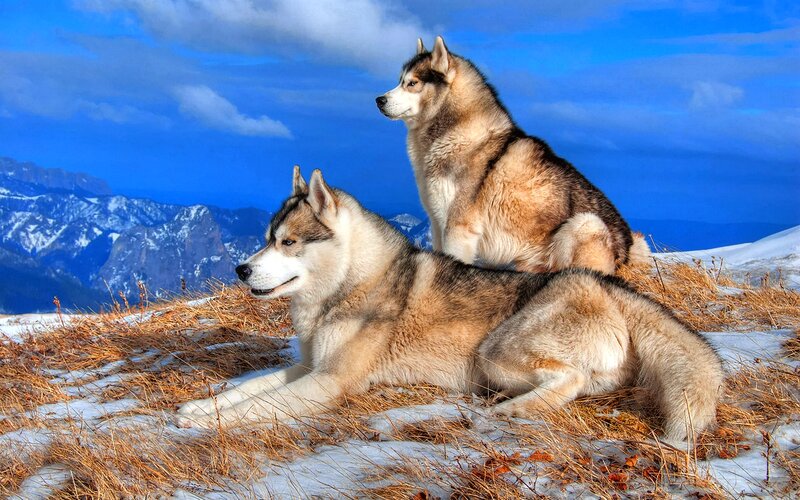 Two Husky Dogs on Mountain