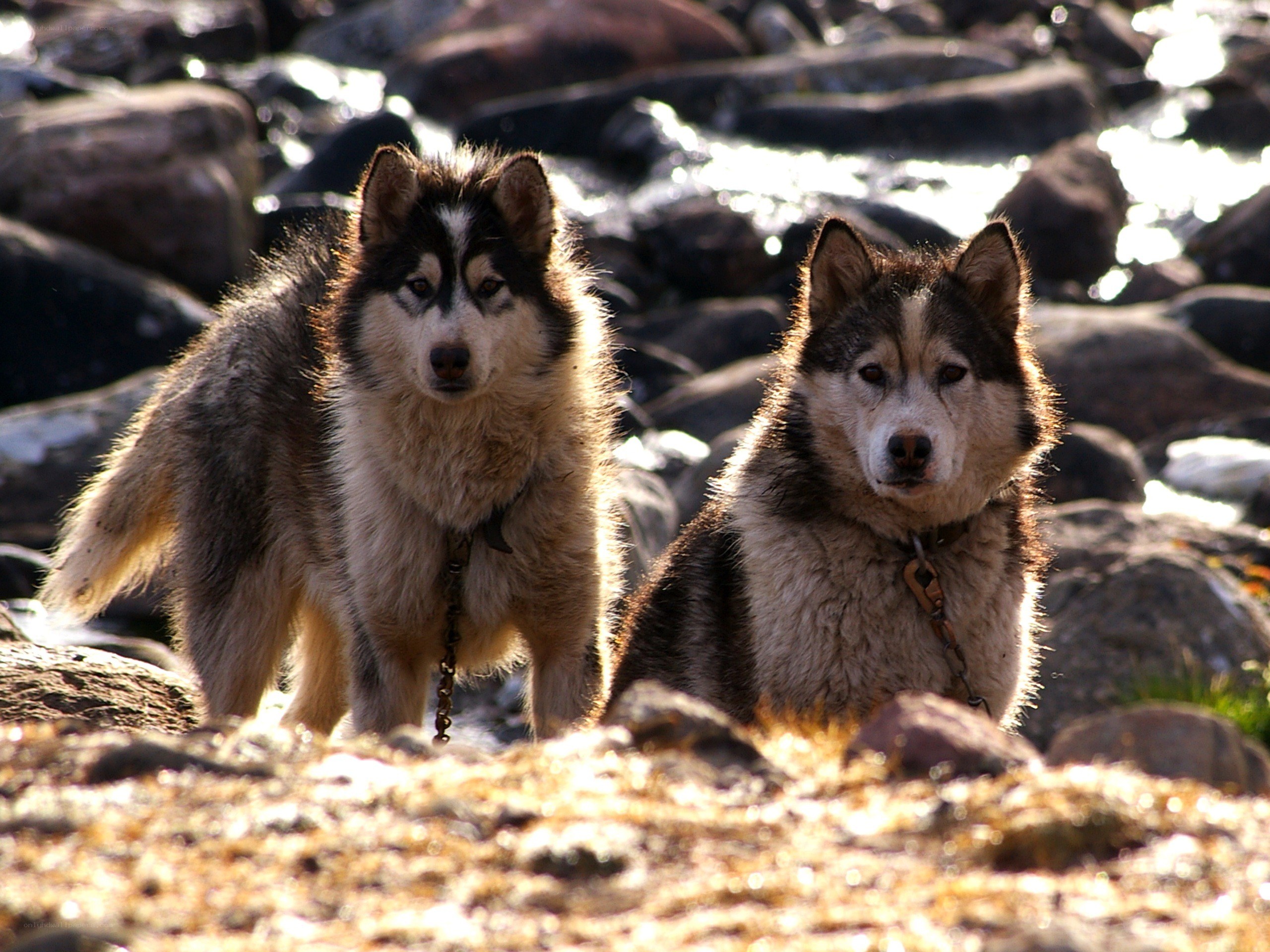 Two husky dogs on rocky shore