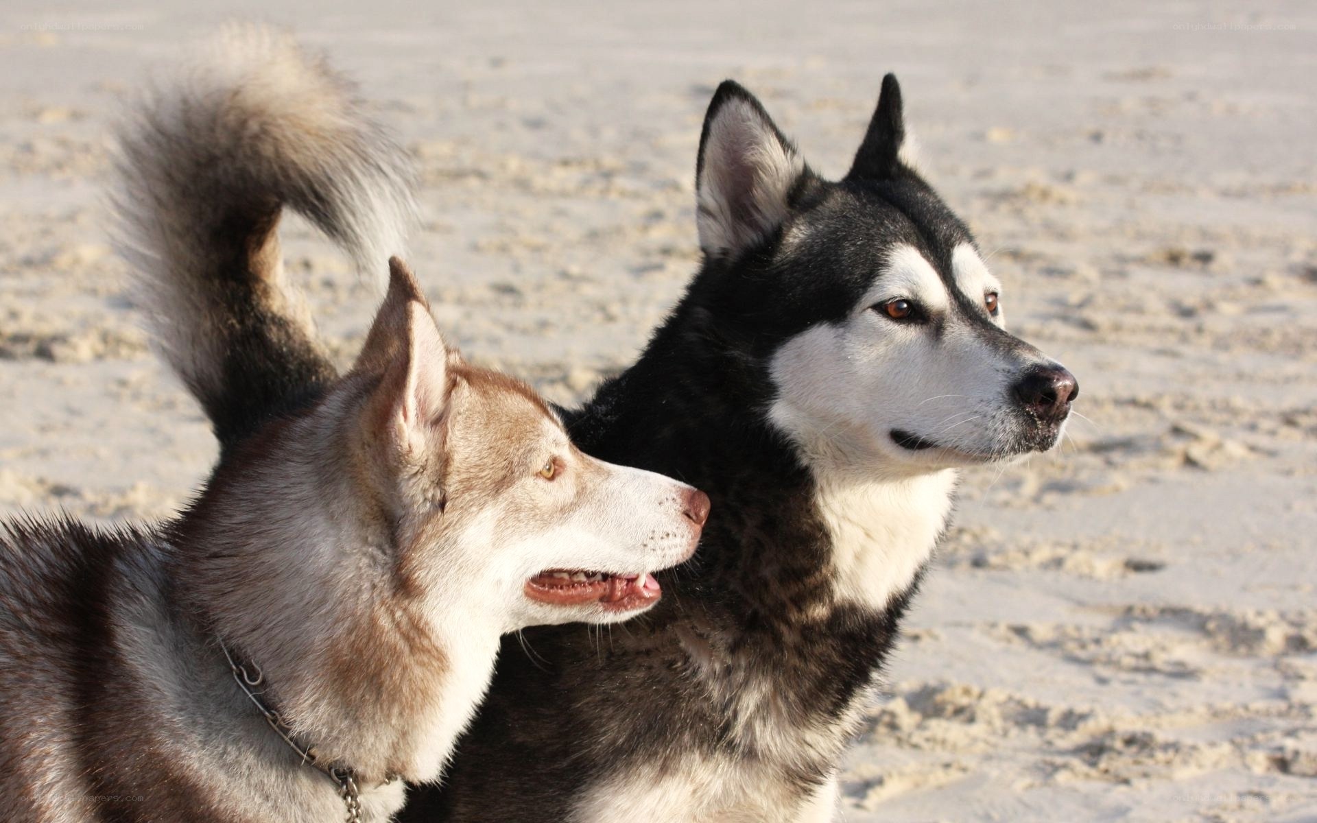 Two husky dogs on the beach