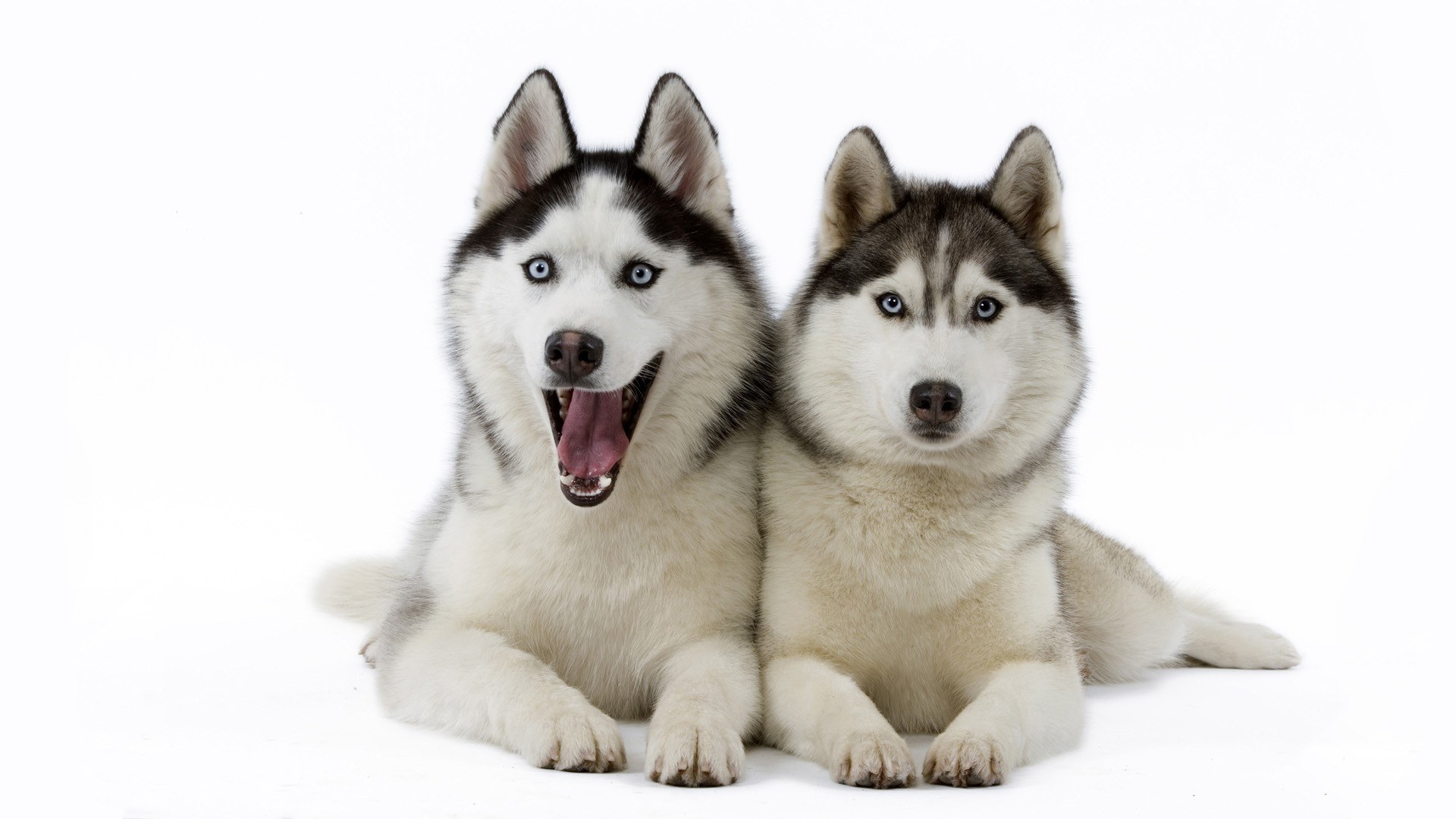 two husky dogs on white
