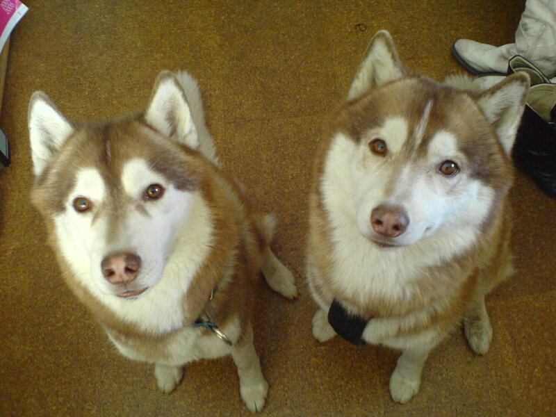 two husky dogs sitting