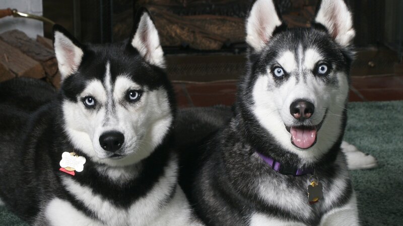 two husky dogs sitting together