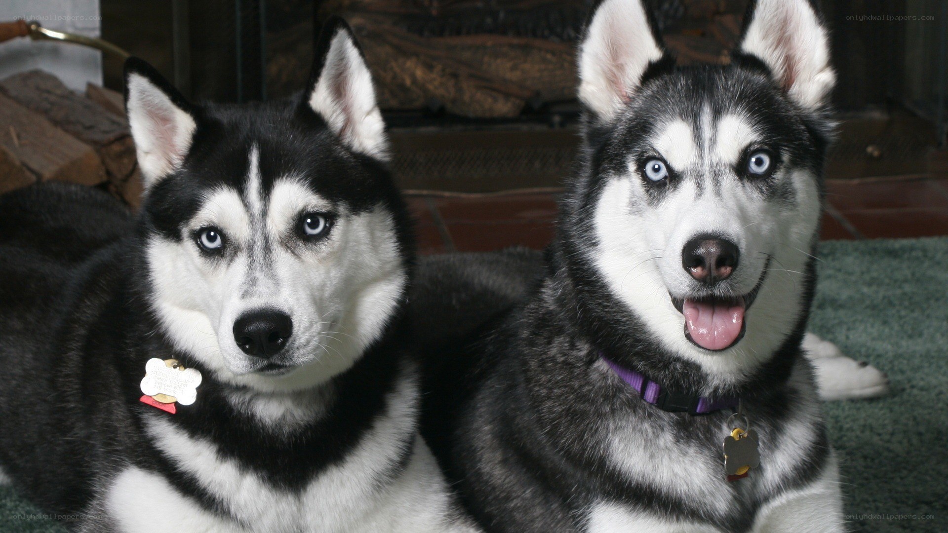 two husky dogs sitting together