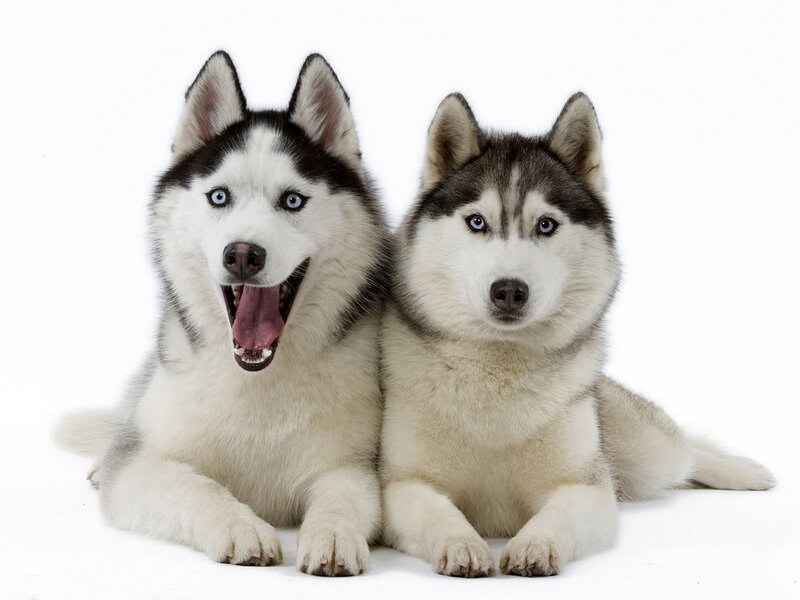 Two Husky Dogs