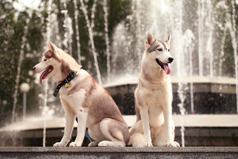 Two Husky Dogs — White, Calm, Afternoon