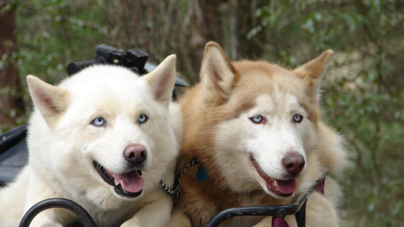 Two Husky Dogs — White, Calm, Photograph