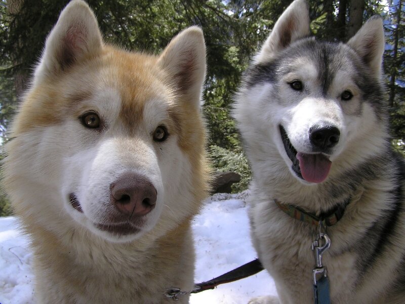Two Husky Dogs — White, Calm