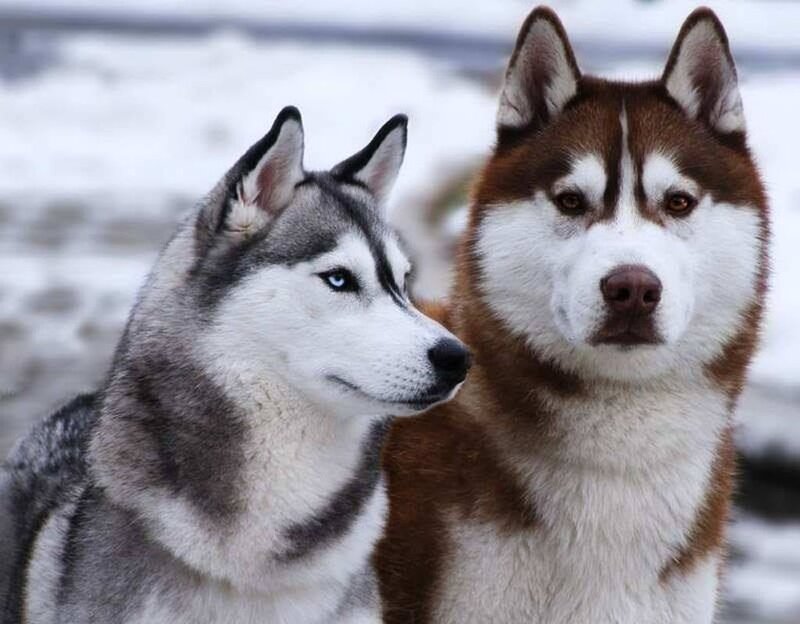 Two Husky Dogs — White, Calm, Winter, Photograph, Snow