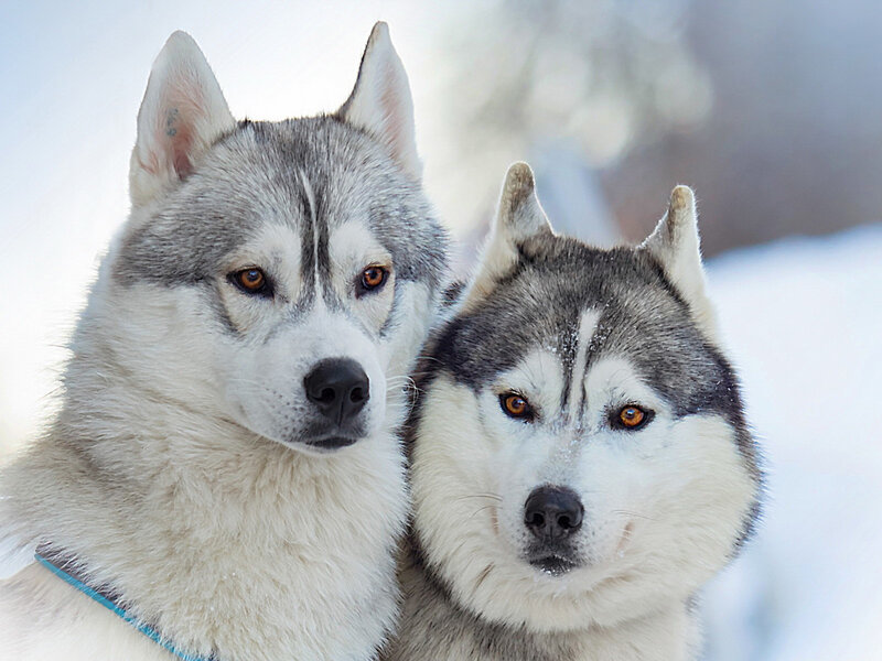 Two Husky Dogs — White, Calm, Winter
