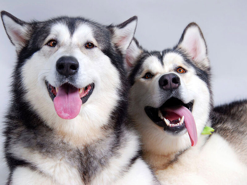 Two Husky Dogs — White, Happy, Photograph