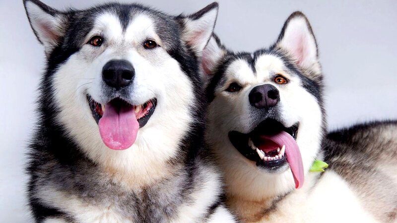 Two Husky Dogs — White, Happy, Photograph, Tongues, Ears