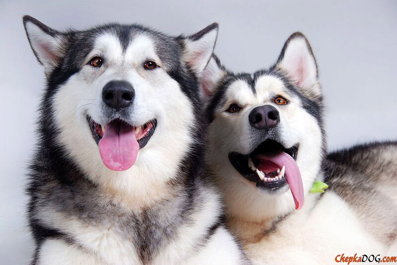 Two Husky Dogs — White, Happy, Photograph, Tongues