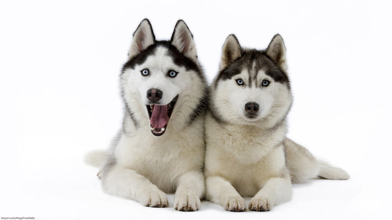 Two Husky Dogs — White, Neutral