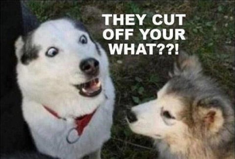 Two Husky Dogs — White, Surprised
