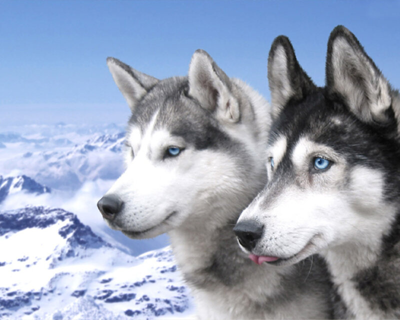 Two Husky Dogs — White