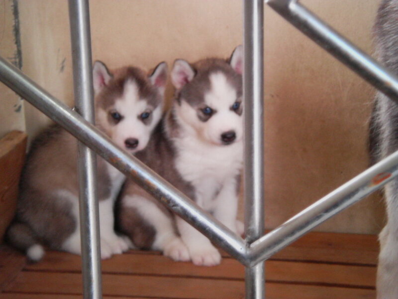 two husky puppies behind bars