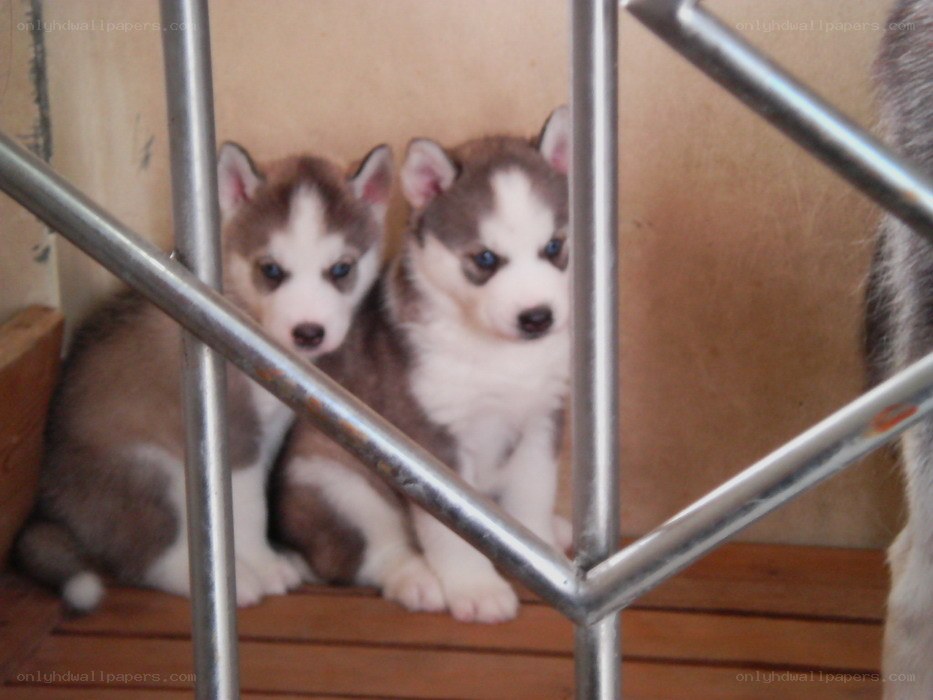 two husky puppies behind bars